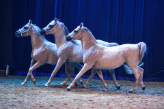 Spirit of the Horse - © Stages in Design 2018